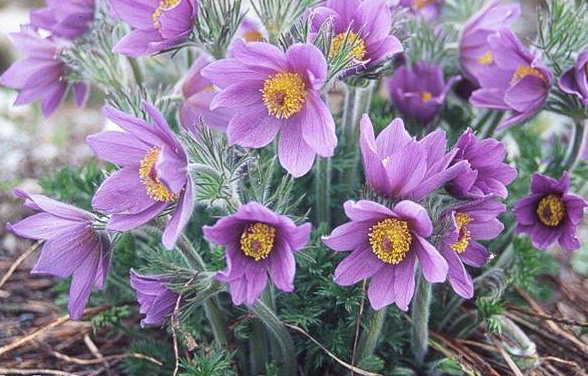 Pulsatilla copyright 2009 Doris Kräutner